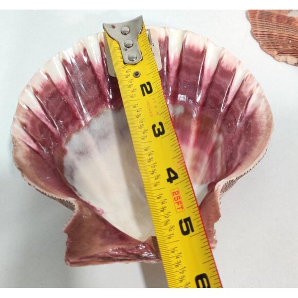 4 Pcs Large Great Scallop Sea Shells 5-5.5" Lion's Paw For Craft Fish Tank Decor - Picture 14 of 16